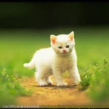 Load image into Gallery viewer, product2-1367